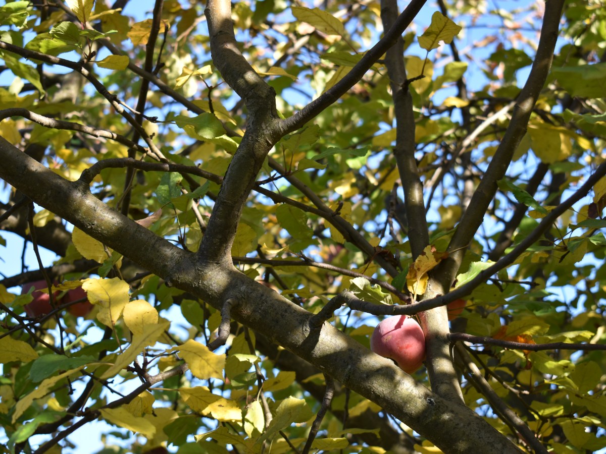 Treburi din Octombrie // Works of October