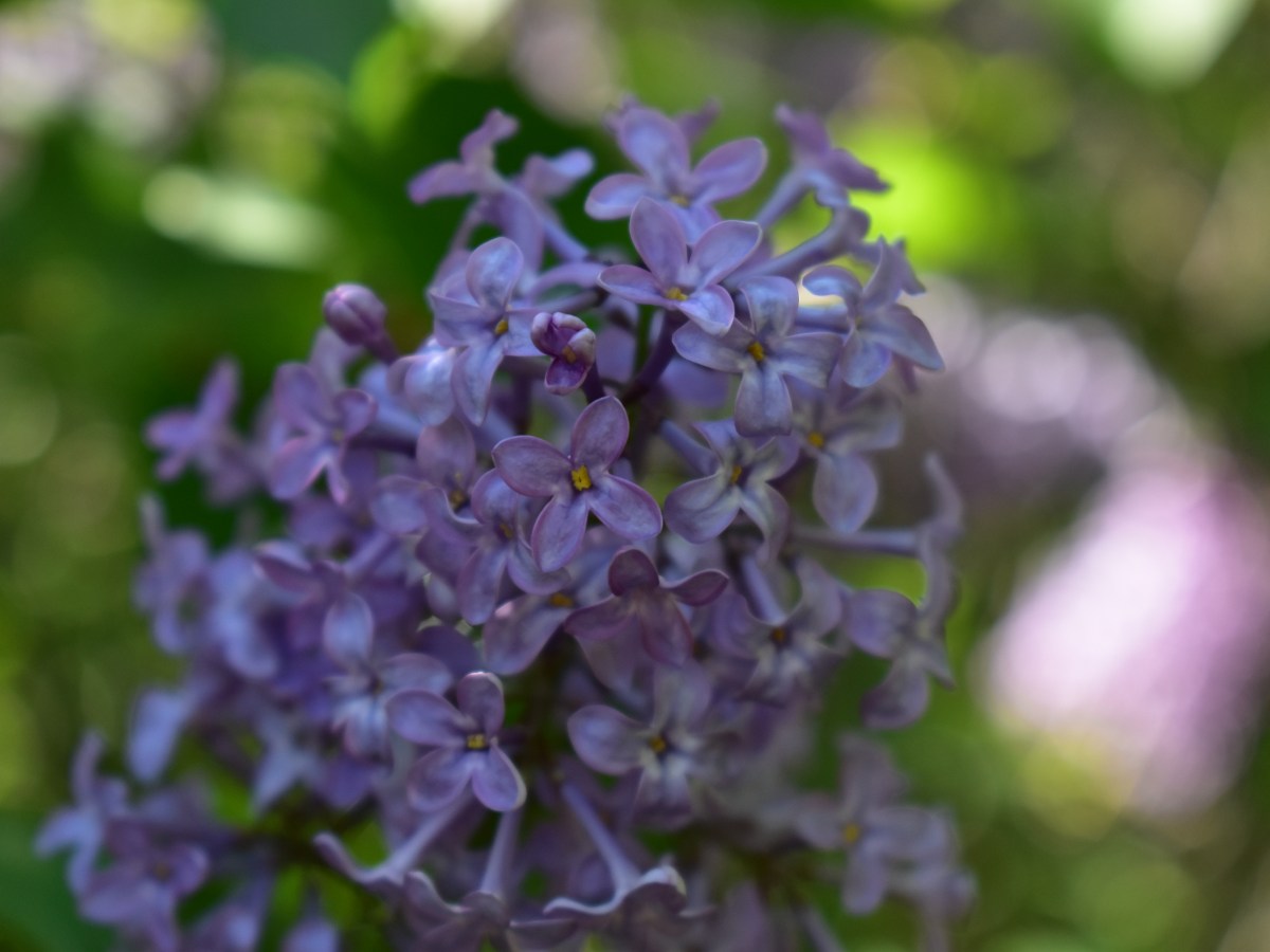 Hristos a înviat (de Traian Dorz) | Versuri